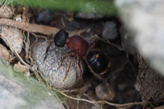 Bischoffitilla ardescens