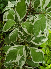 Tracheophyta