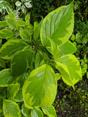 Tracheophyta