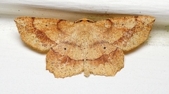 Euchlaena deplanaria