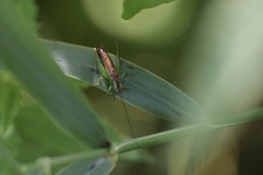 Conocephalus dorsalis