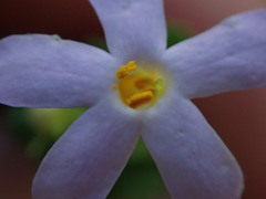 Chaenostoma hispidum