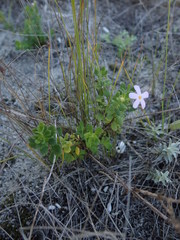 Chaenostoma hispidum