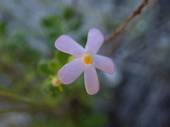 Chaenostoma hispidum