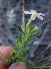 Chaenostoma hispidum