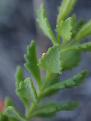 Chaenostoma hispidum