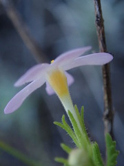 Chaenostoma hispidum