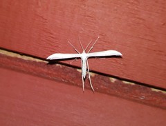 Hellinsia homodactylus