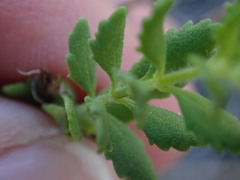 Chaenostoma hispidum