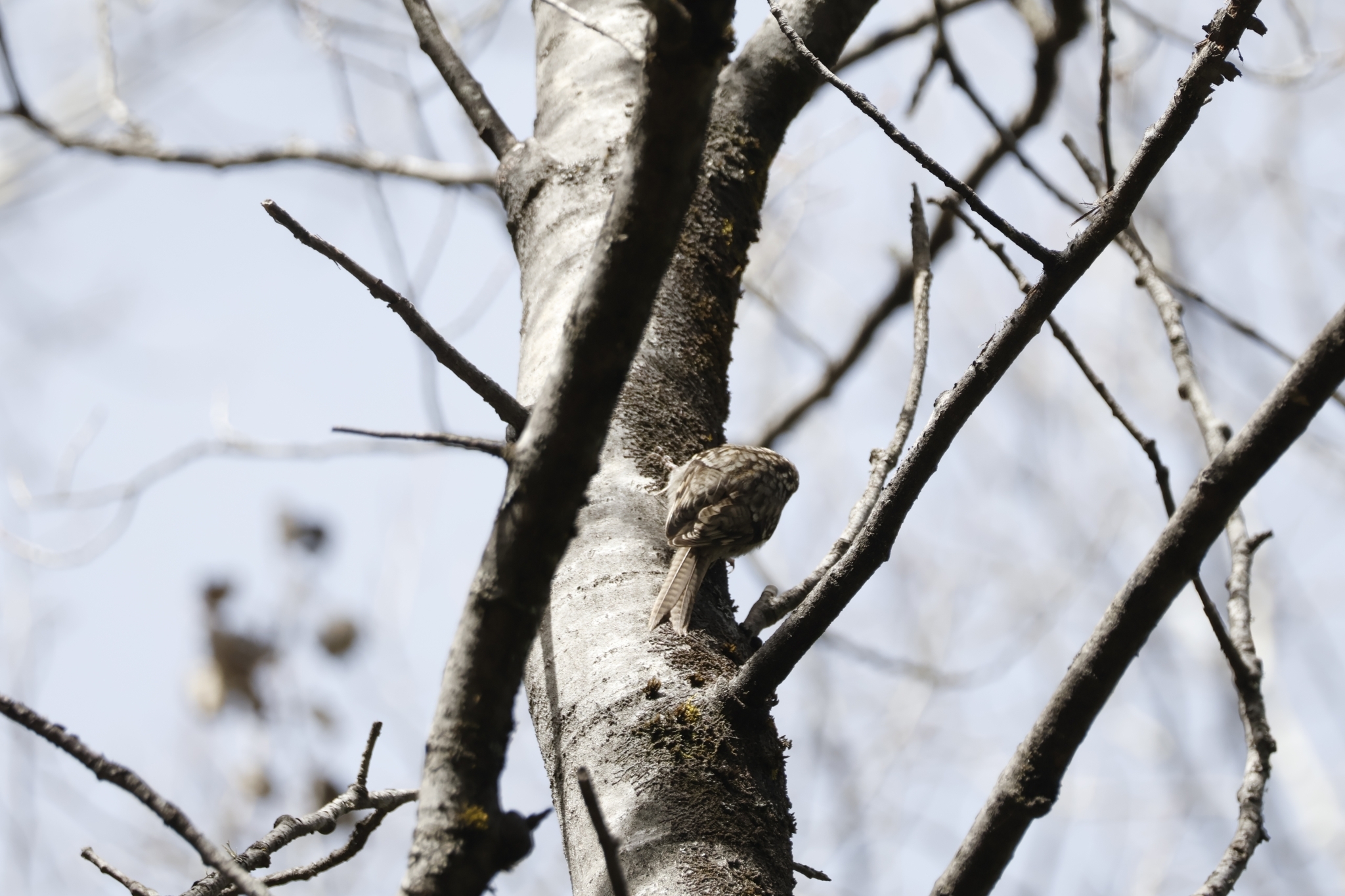 Bar-tailed Treecreeper
