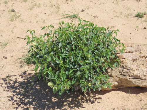 Image of Pavonia rehmannii by no rights reserved