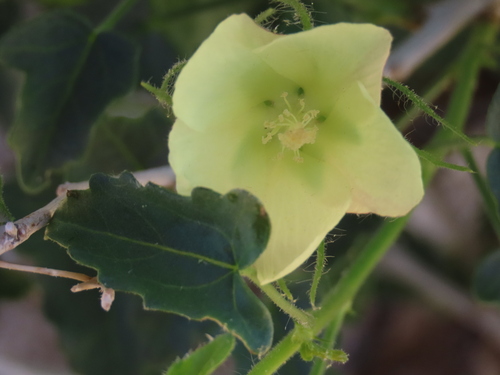 Image of Pavonia rehmannii by no rights reserved