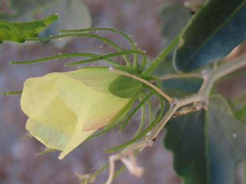 Image of Pavonia rehmannii by no rights reserved