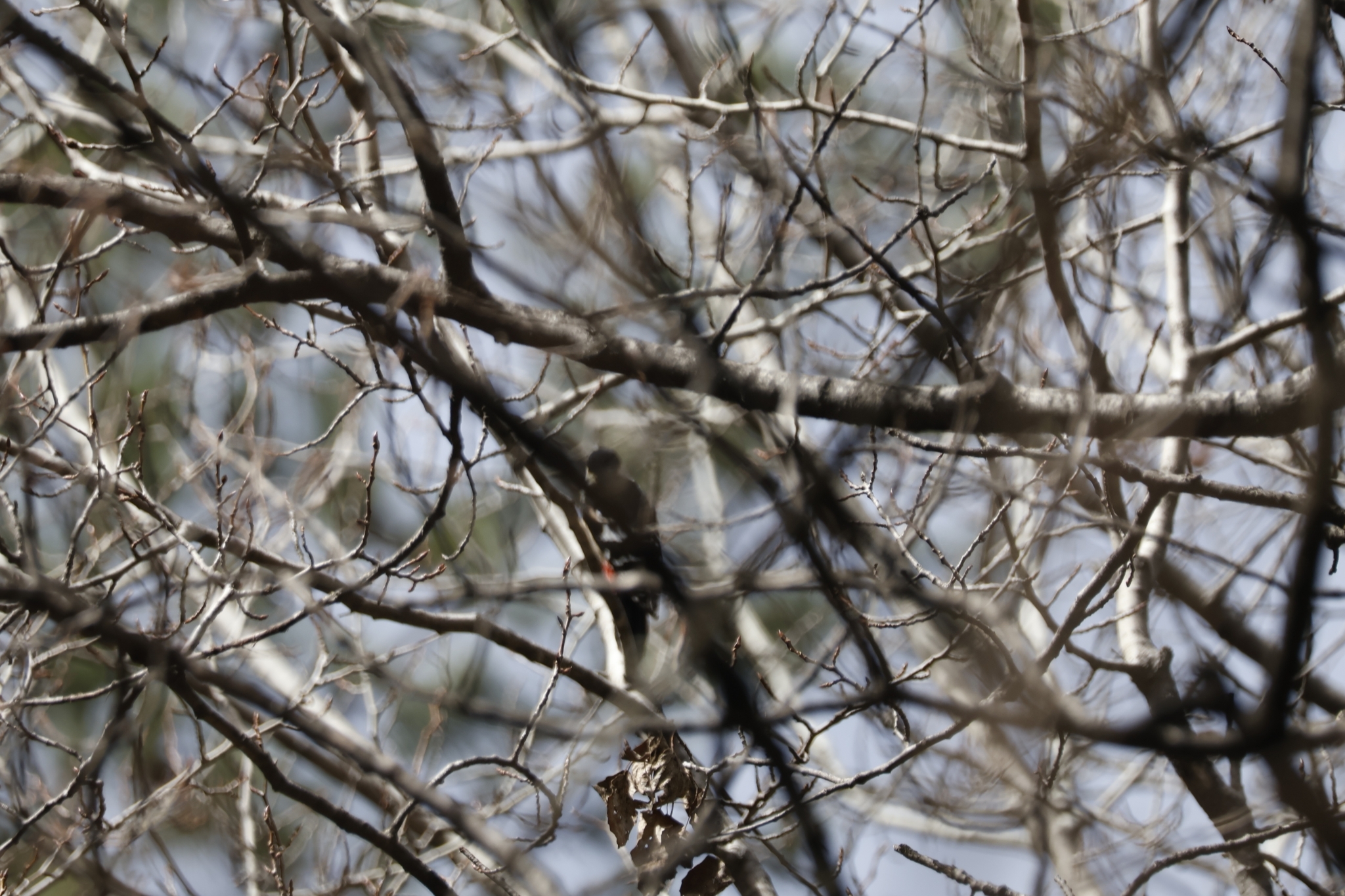 Crimson-naped Woodpecker