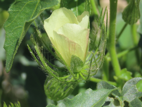 Image of Pavonia rehmannii by no rights reserved