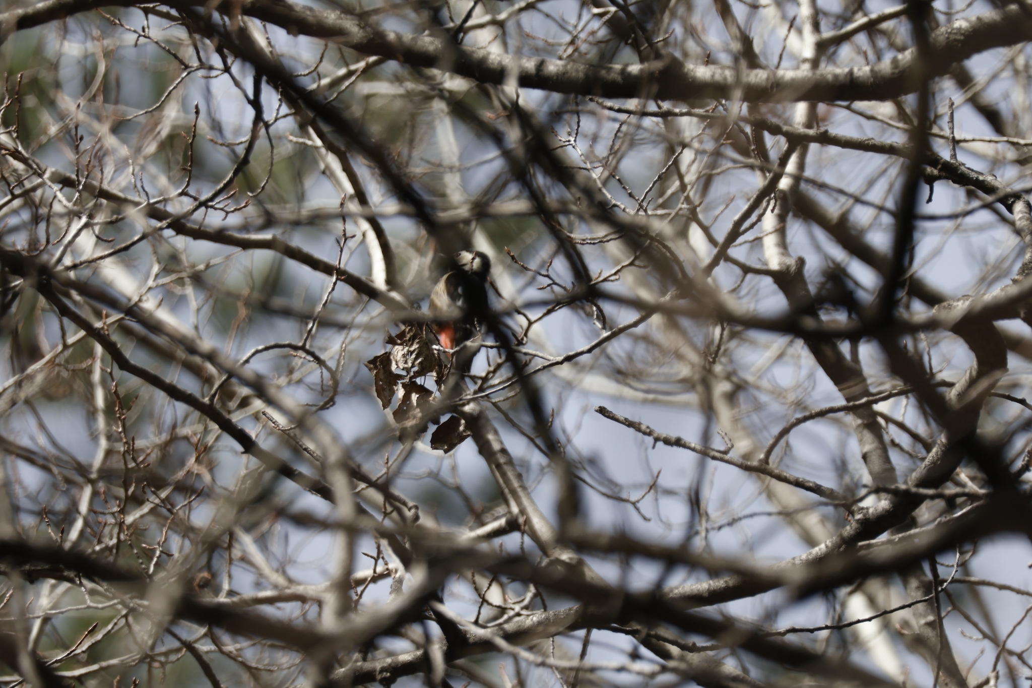 Crimson-naped Woodpecker