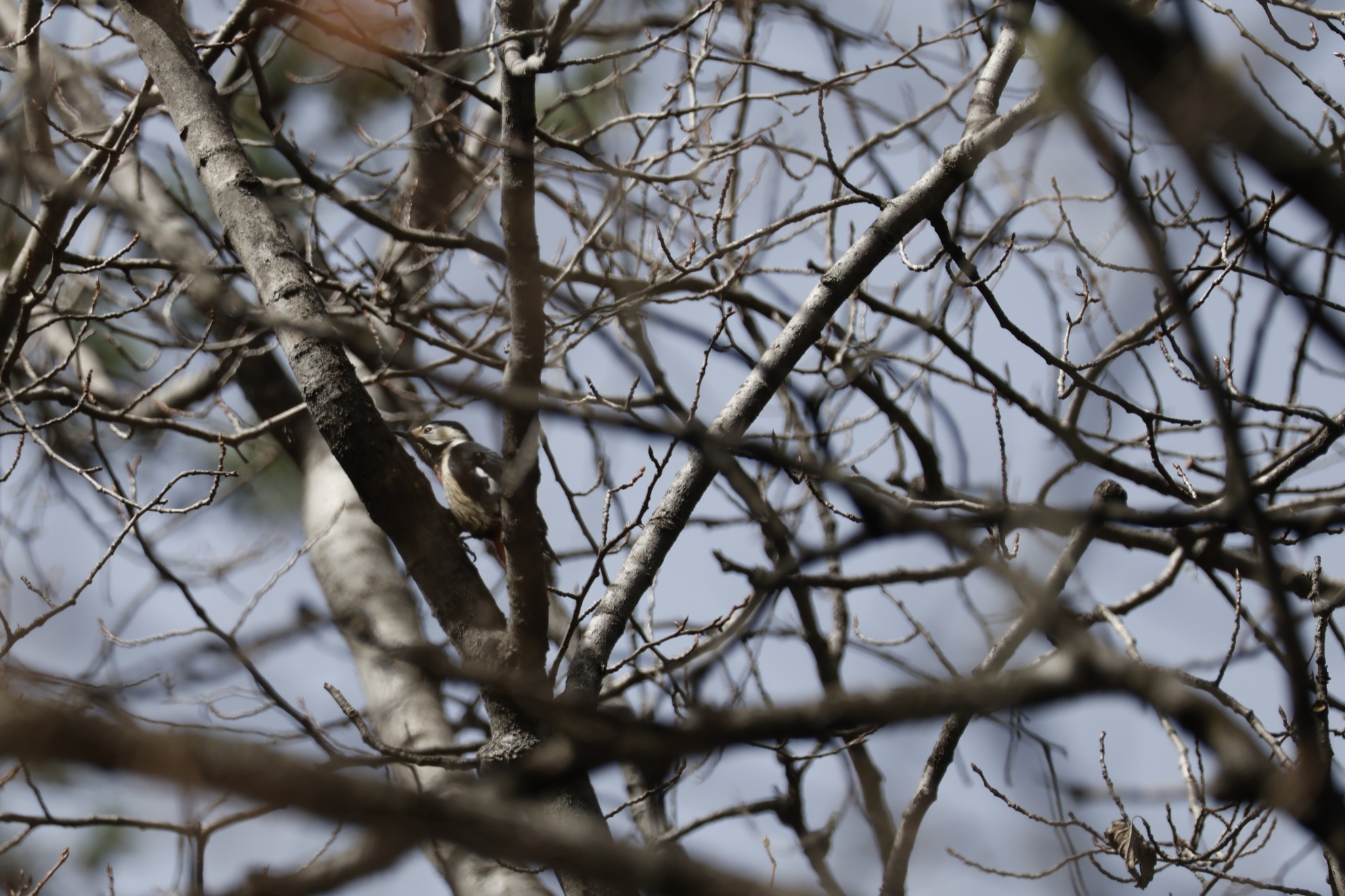 Crimson-naped Woodpecker