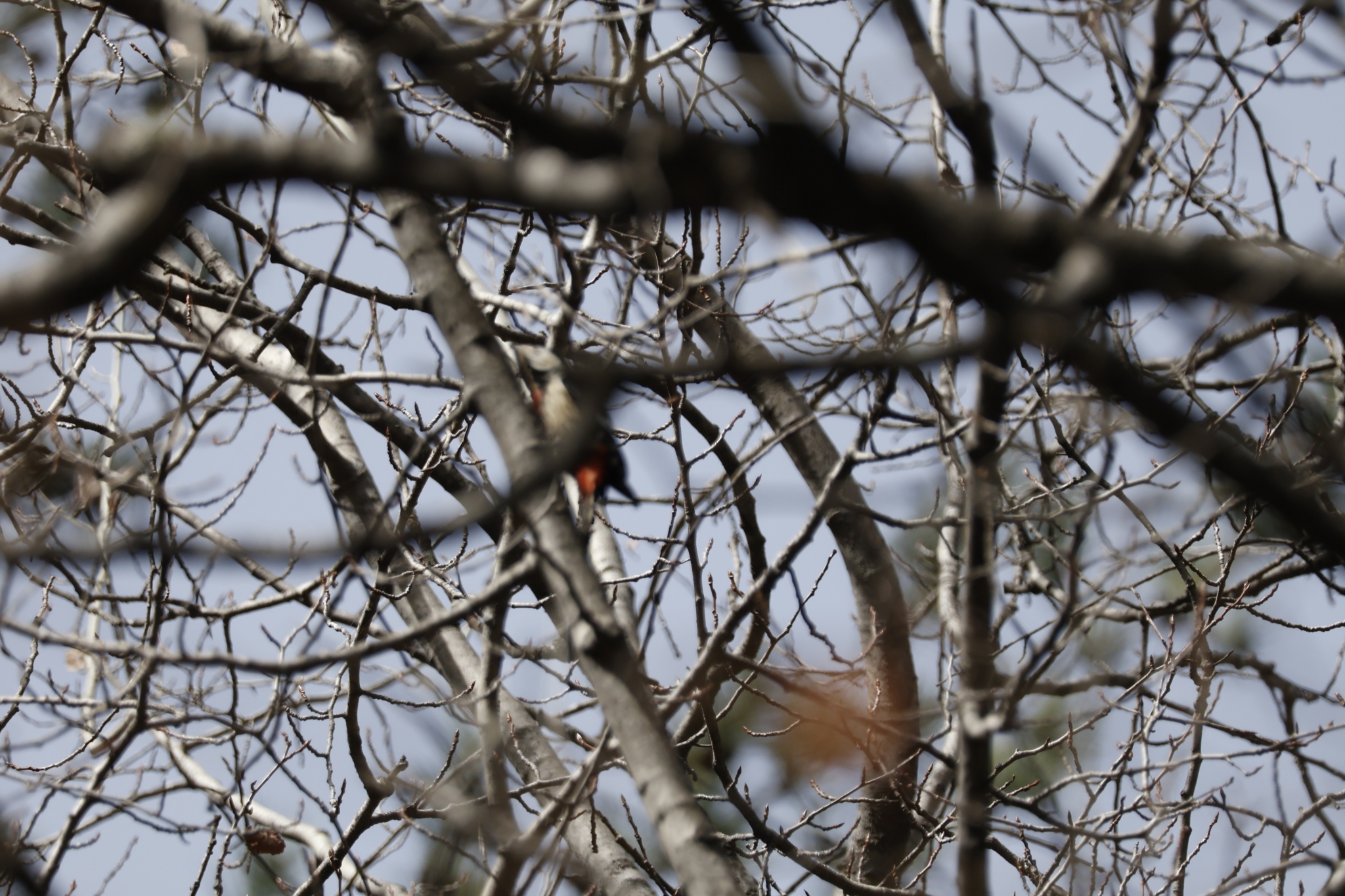 Crimson-naped Woodpecker