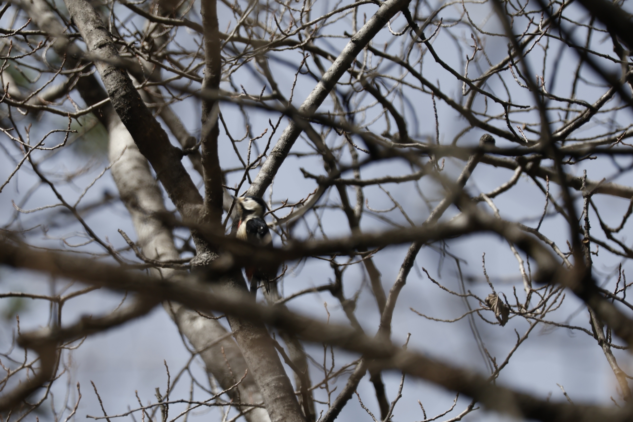 Crimson-naped Woodpecker