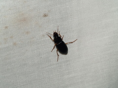 Harpalus pensylvanicus