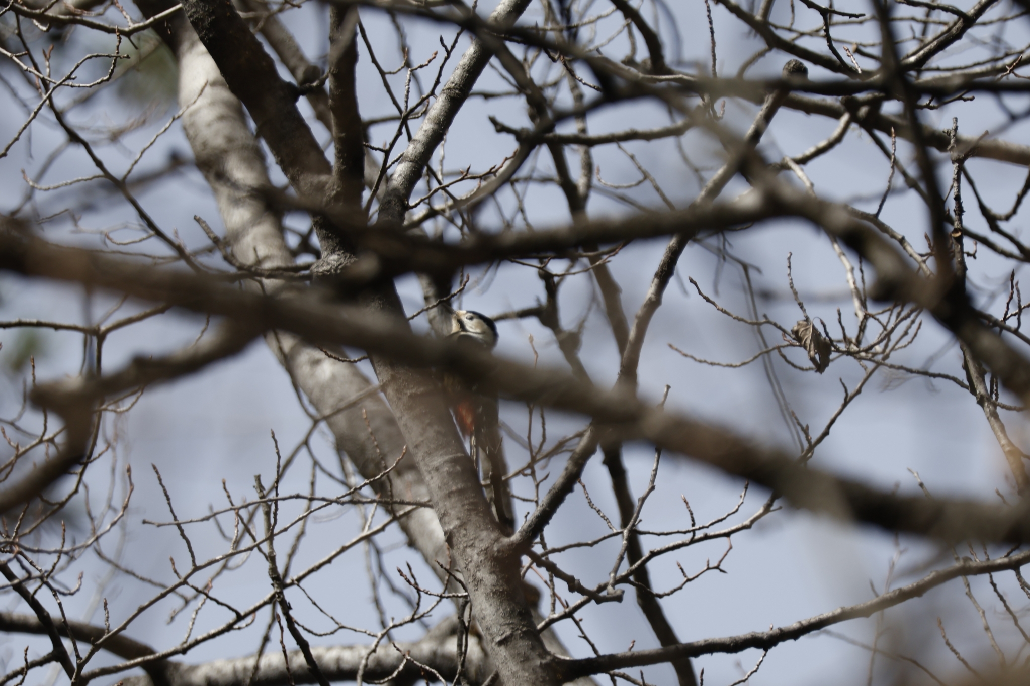 Crimson-naped Woodpecker
