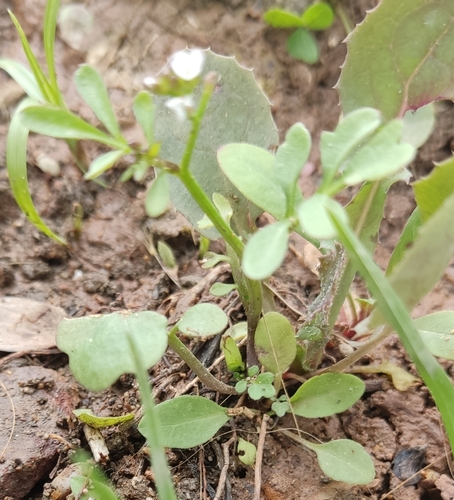 Image of Cardamine occulta by (c) Татьяна Максимова, some rights reserved (CC BY)