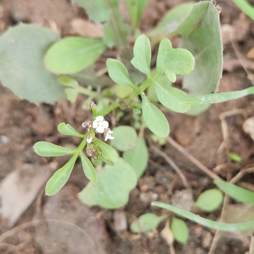 Image of Cardamine occulta by (c) Татьяна Максимова, some rights reserved (CC BY)