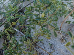 Psoralea repens