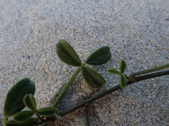 Psoralea repens