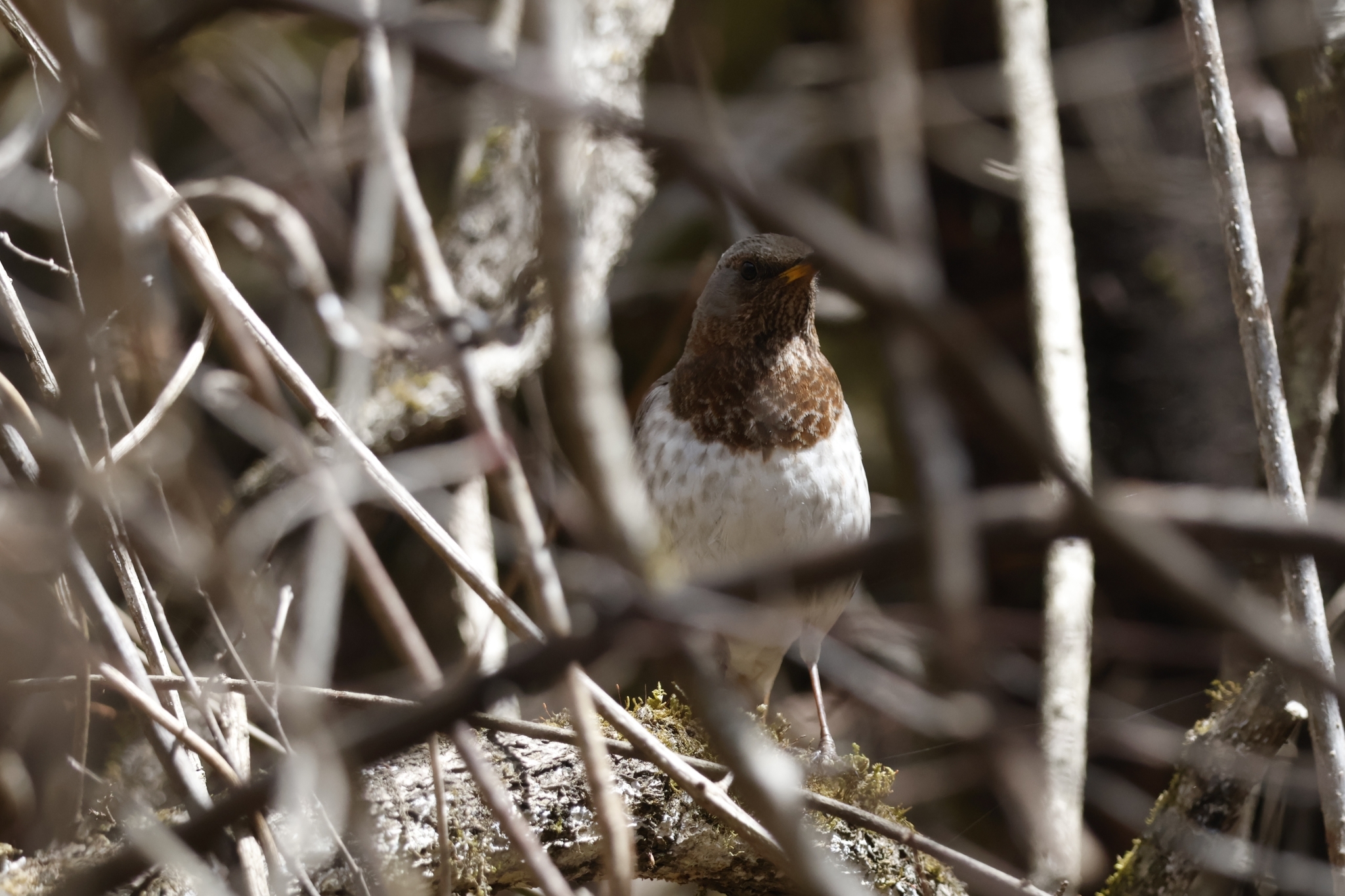 Red-throated Thrush