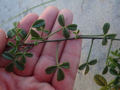 Psoralea repens