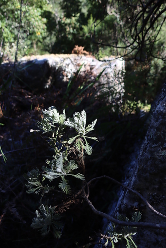 Euryops pectinatus