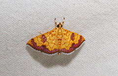 Isocentris filalis