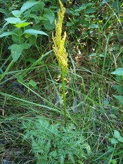 Sceptridium dissectum dissectum