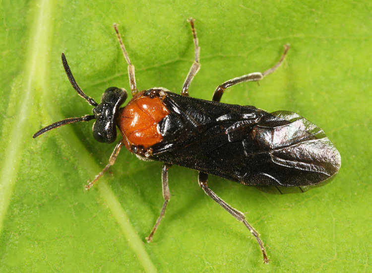 Sterictiphora cruenta