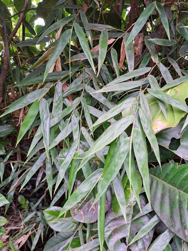 Arthrostylidium venezuelae