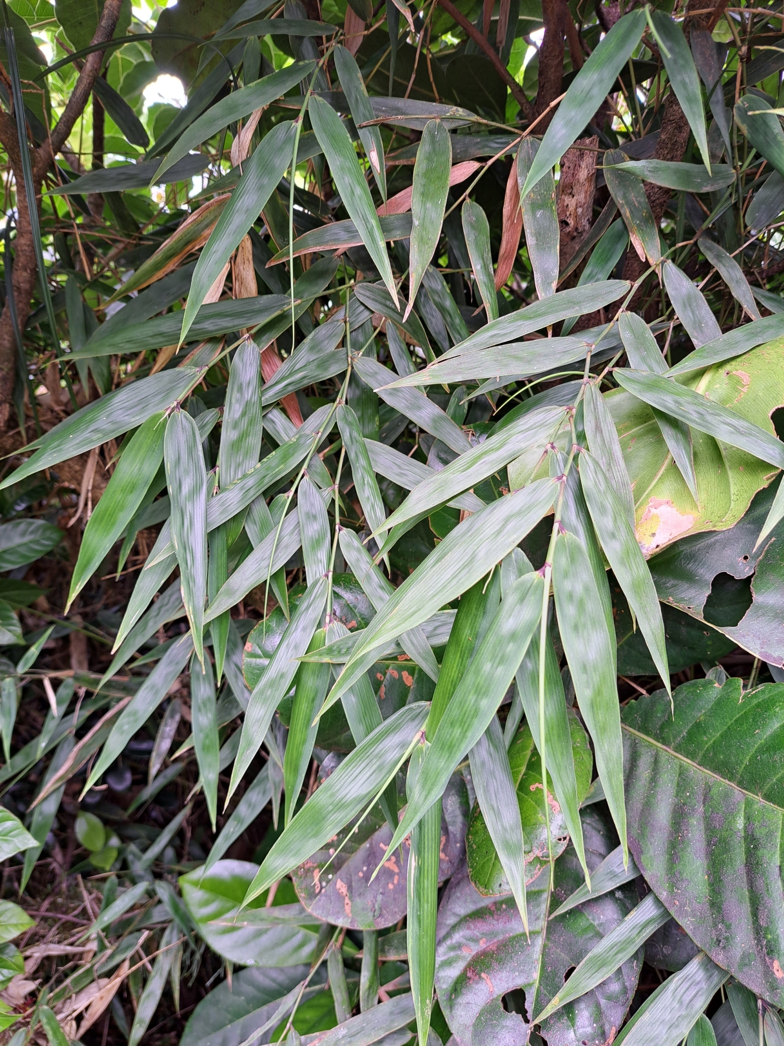 Arthrostylidium venezuelae