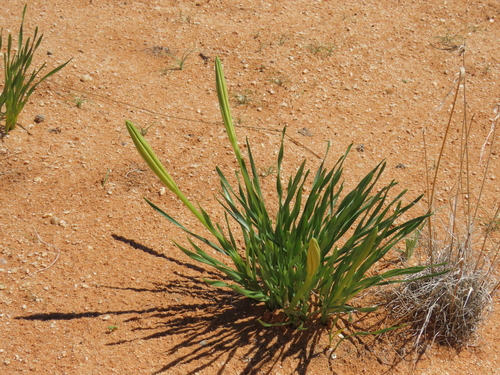 Image of Pancratium tenuifolium by no rights reserved