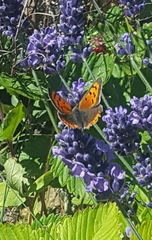 Lycaena phlaeas