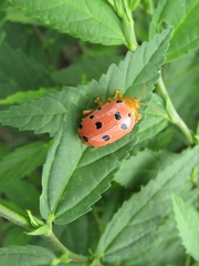 Podontia quatuordecimpunctata