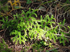 Lycopodium japonicum
