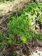 Lycopodium japonicum