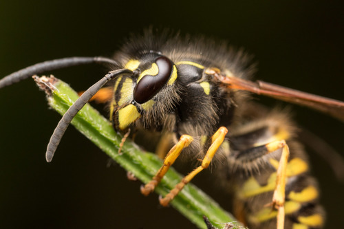 American Yellowjacket