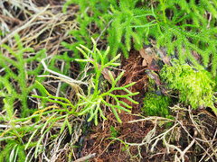 Lycopodium japonicum