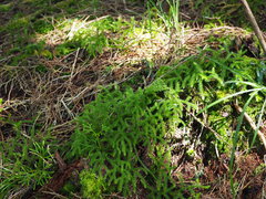 Lycopodium japonicum