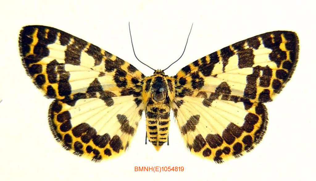 Sericophara flavilinea