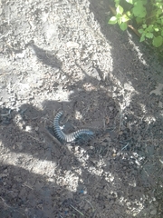 Diploglossus lessonae