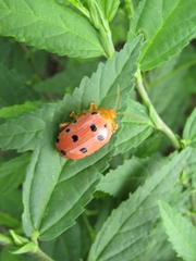 Podontia quatuordecimpunctata