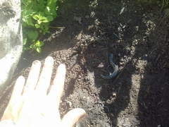 Diploglossus lessonae