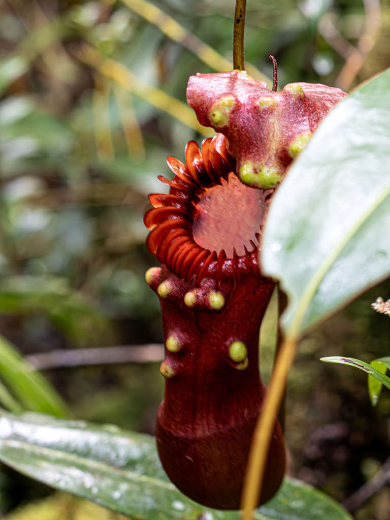 Nepenthes edwardsiana Low ex Hook.f. 3